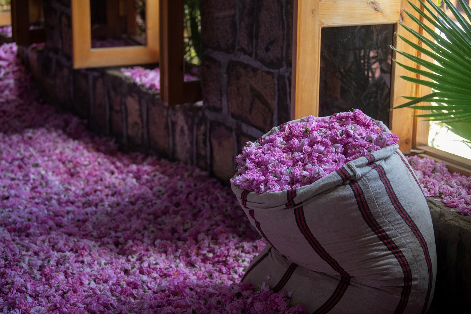 Rose harvest in Taif, Saudi Arabia